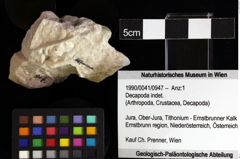 Foto (Objket + Etiketten) von Decapoda indet. 